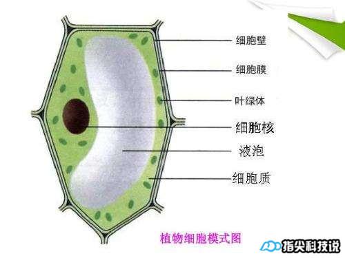 蔬菜的结构部分图片图片